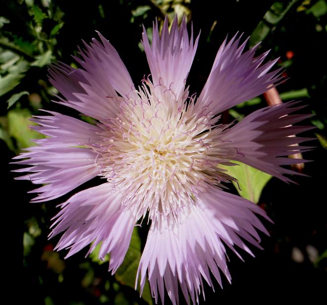 Amberboa moschata